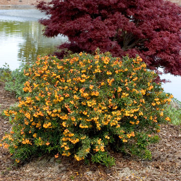 Dwarf Coral Hedge Barberry