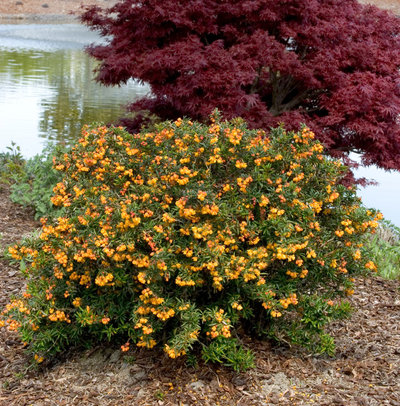 8 Deer-Resistant Elegant Evergreen Shrubs to Plant This Fall - Contemporary Plants by Monrovia