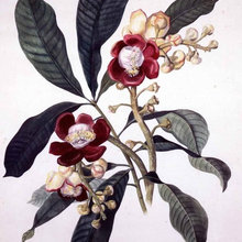 Botanical art