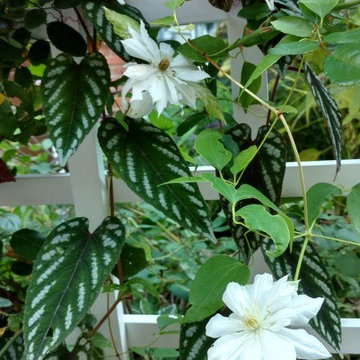 Great Garden Combos