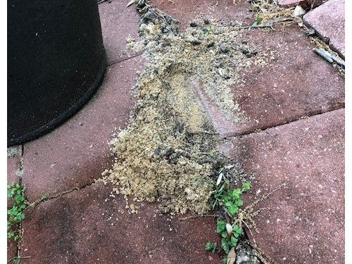 Sand Erupting Between Pavers