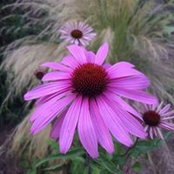 Birgit Fischer's photo
