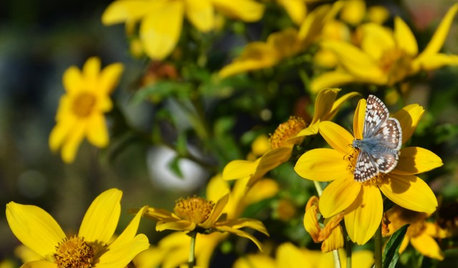 A Beginner's Guide to a Beautiful Butterfly Garden
