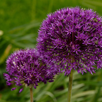 Allium hollandicum 'Purple Sensation'