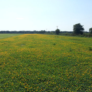 Perennial Peanut in bloom