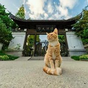 Ligeng Lis foto
