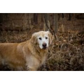 Chance Oelschlaeger's photo