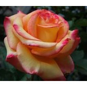 Yvonne Jones's photo