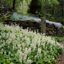 cape cod garden