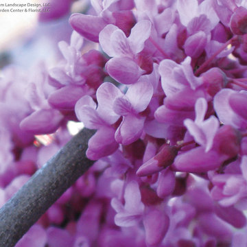 Plant Ideas & Colorful Combinations