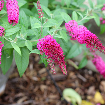 'Miss Molly' Butterfly Bush (Buddleia)