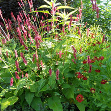 Plants to consider