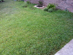 Bermuda St Augustine Mix