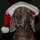 carmen_swick