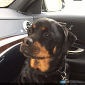 Ryan Fox's photo