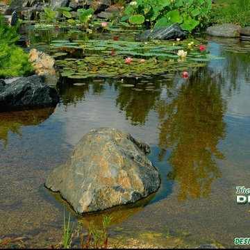 A Pond Monet Would Love:
