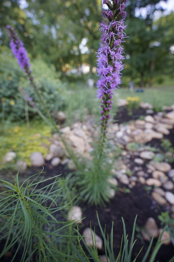 French Broad Rain Garden