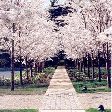 Landscape Restoration