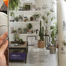 Indoor Plants
