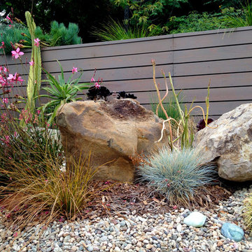 Conscious Stream Scape- Silverlake