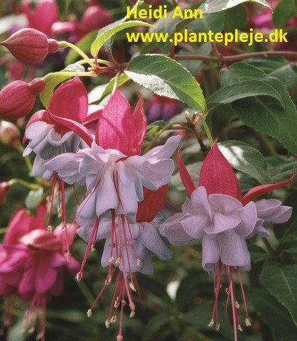 Fuchsia liste 2020 (her ses fotos af en mindre del af de fuchsia vi producere)