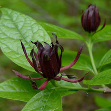 plants/flower ideas