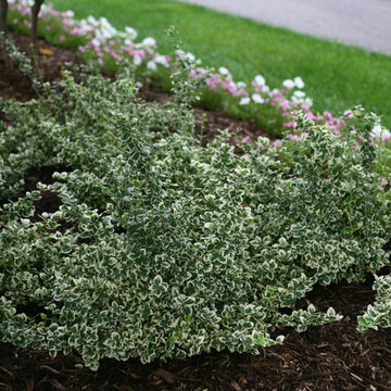 White Album™ Euonymus