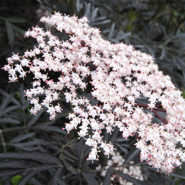 Dramatic Hillside Garden