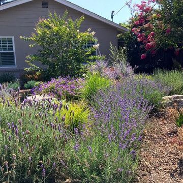 Los Altos No Lawn, Low Water