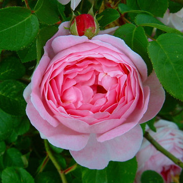 Constance Spry