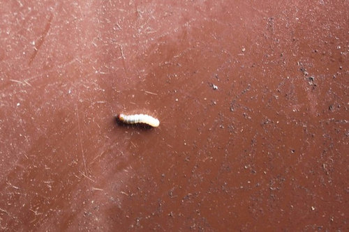 tiny white worms in bathroom sink