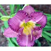Amy Holmes's photo