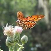 Sylvia Gomezs foto