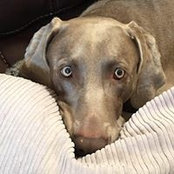 Suzanne Peters Lowenthal's photo