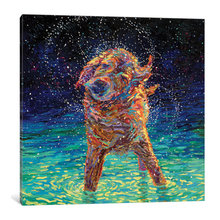 dog pictures