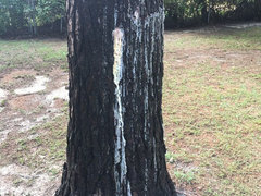 My Pine Tree Appears To Be Leaking Sap Down The Trunk My Pine Tree Appears To Be Leaking Sap Down The Trunk
