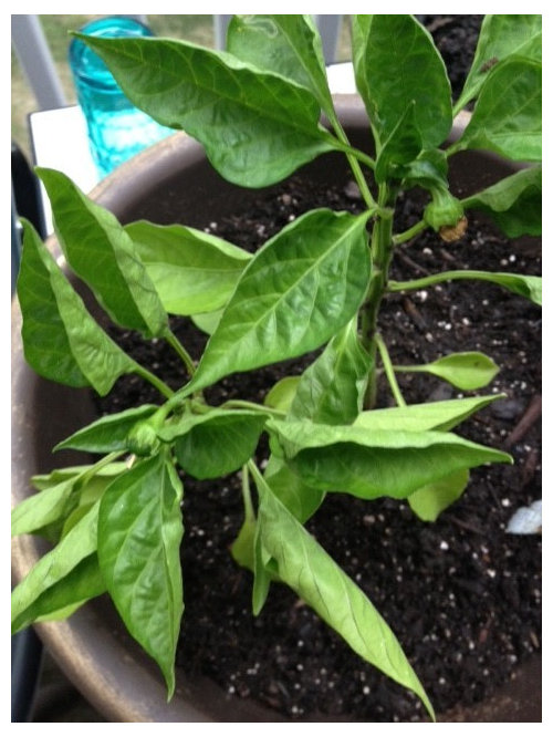 bell pepper leaves