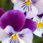 Deanna WIlliams's photo