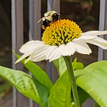BALCONY GARDEN - an Edible and Ornamental Garden in the Sky
