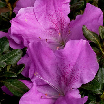 Encore Azalea Autumn Lilac™