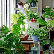 Plants