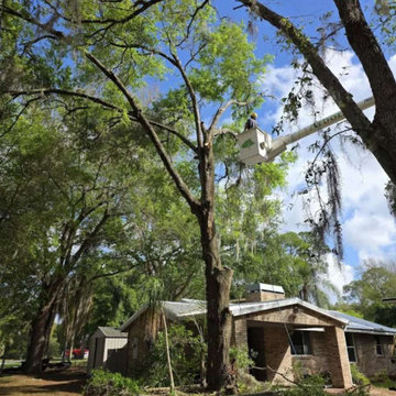 Tree Services in DeLand, FL
