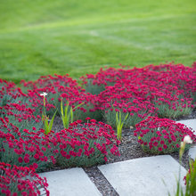 Landscape Ideas
