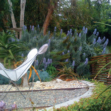 Echium
