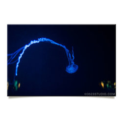 Jellyfish Collection - Prints And Posters