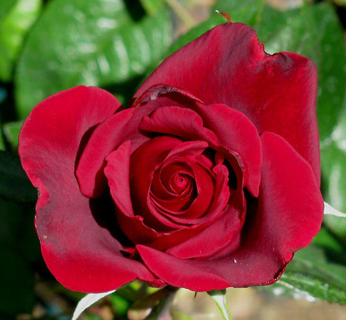 Pes Red Roses Red Roses | Houzz Forum