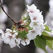 Chayla Wu's photo