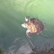 Tricia Shuster's photo