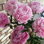 Gloria Mailloux's photo