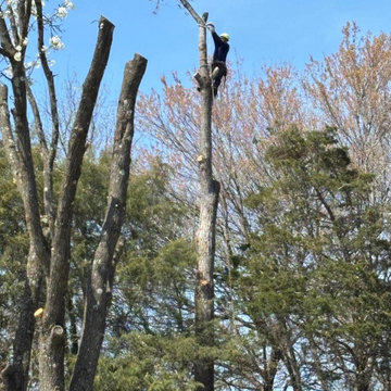 Tree Removal and Full Property Cleanup in Stafford VA